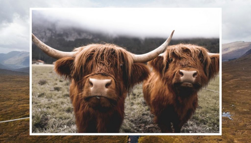 Scottish Government Unveils Bold New Plan to Fix Everything by Thursday