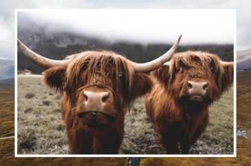 Scottish Government Unveils Bold New Plan to Fix Everything by Thursday