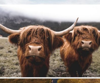 Scottish Government Unveils Bold New Plan to Fix Everything by Thursday