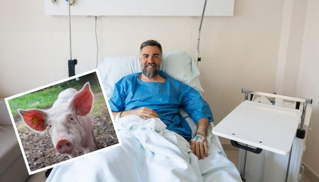 Transplant: Man Becomes First to Receive Pig Kidney, Said to be Making Progress Using Plenty of Oinkment