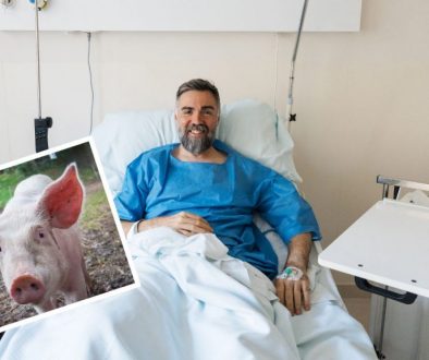 Transplant: Man Becomes First to Receive Pig Kidney, Said to be Making Progress Using Plenty of Oinkment